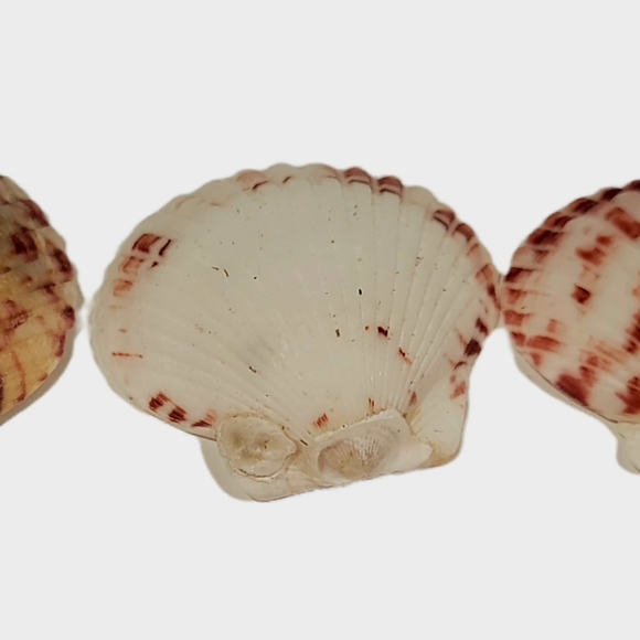 Hand Picked Purple Maroon Gray And Pink Colored Shells 10 Count As Shown Plus 15 - Picture 3 of 7